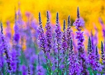 《永劫无间》全景光追和DLSS光线重建 画面提升